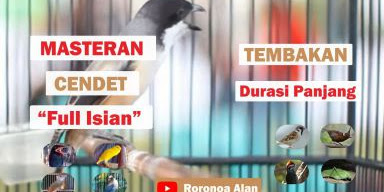 Masteran Cendet Full Isian Tembakan Durasi Panjang