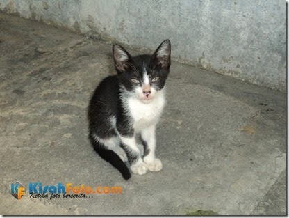 Trio Anak Kucing&hellip;