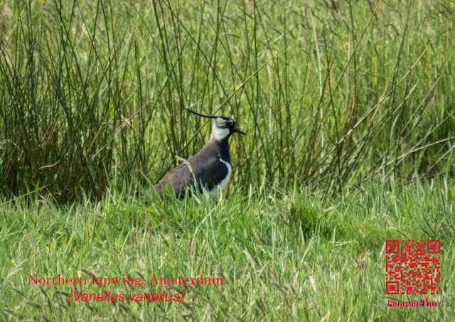 Northern lapwing