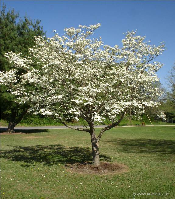 A dogwood tree or two