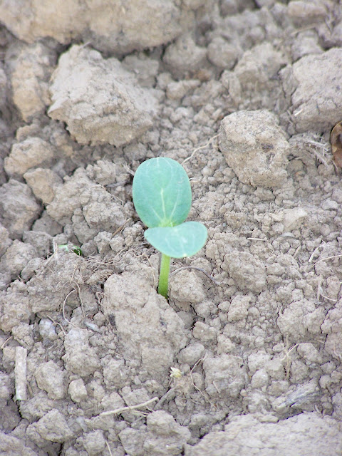 watermelon plant in the garden