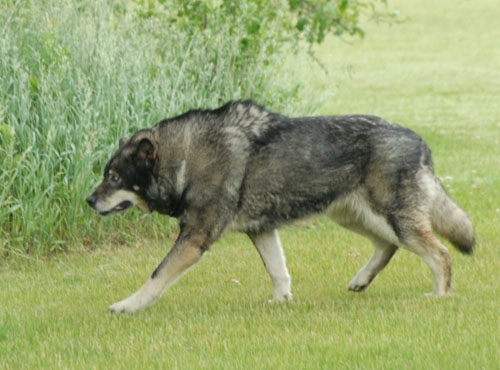 Wolf Hybrid dog