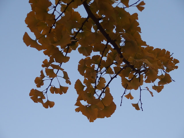 Beautiful Ginkgo biloba leaves in the twilight