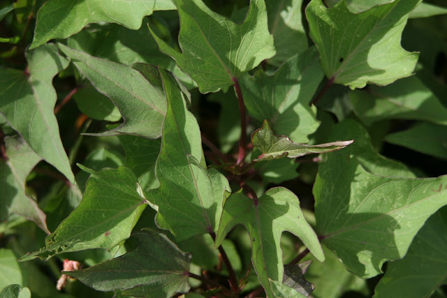 sweet potato in tropical organic garden during dry season