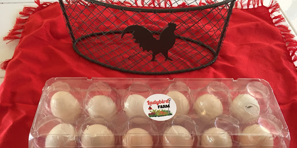 First Eggs and Lessons. 