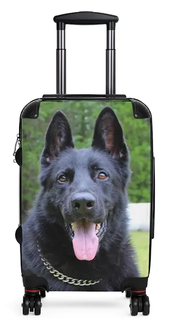 Travel Suitcase With Giant European Solid Black Male German Shepherd Lying on the Grass
