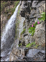 Amazing pink flowers next to the middle of the 3 falls in the cove area of Scout Falls.