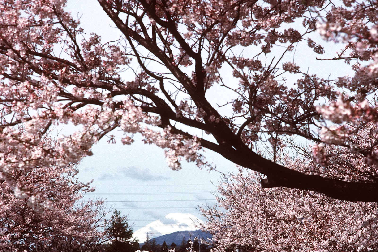 桜の花の隙間に覗く富士山