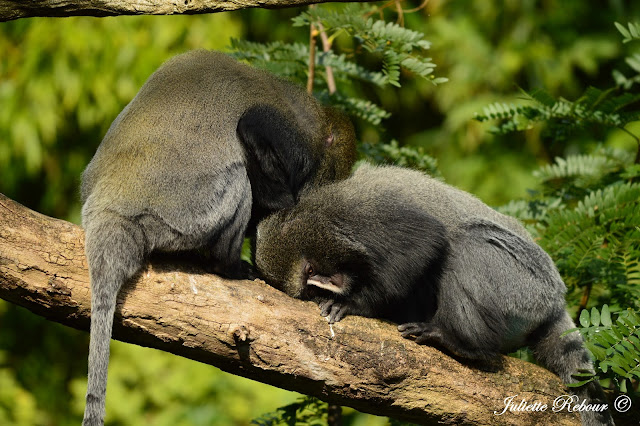 Singes au Bioparc Doué-la-Fontaine