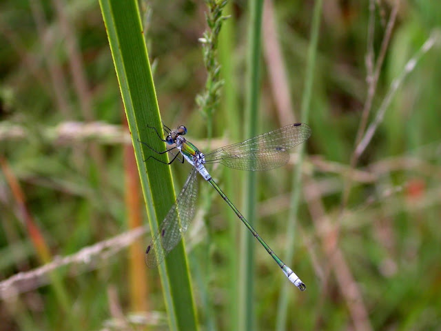 Lestes sponsa