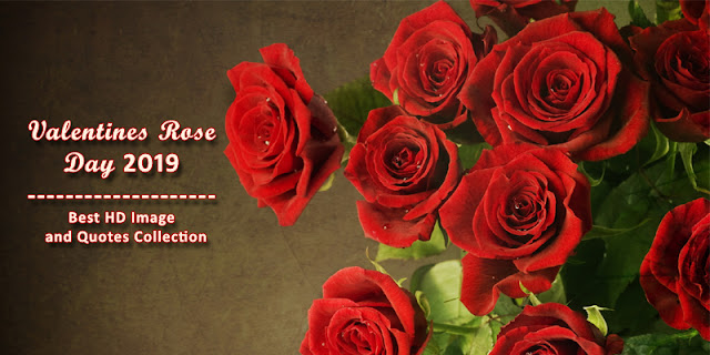 When is Valentines Rose Day 2019,Valentines Rose Day Quotes, Valentines Rose Day Gift Ideas, Valentines Week 2019