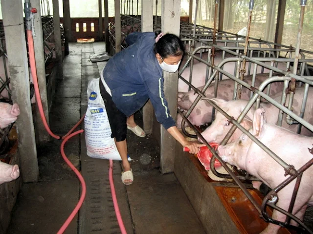 Các trại chăn nuôi thường trộn thuốc kháng sinh vào thức ăn cho heo ăn để phòng ngừa bệnh trong giai đoạn heo từ 20kg đến 50kg