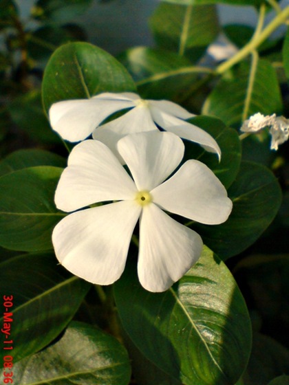 Catharanthus roseus (Madagascar Periwinkle) - Tapak dara_4