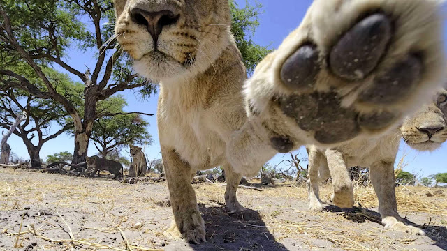 RC camera car meets a pride of lions (22 pics + video), up close and personal with a group of lions, Chris McLennan lion photos, amazing lion pictures