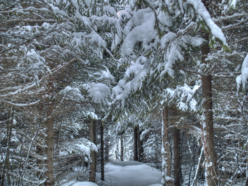 christmas tree snow