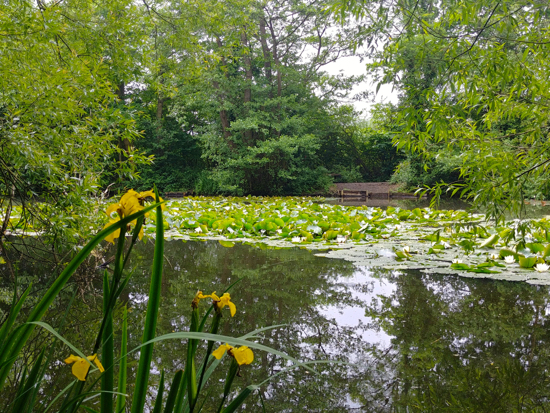 Yellow flag and water lilies on Gobions Pond towards the end of the walk