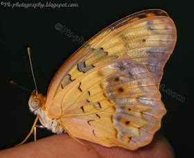 Common Leopard Butterfly