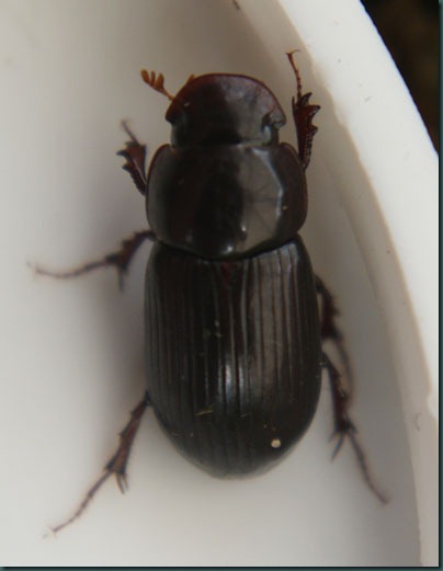 Beetle aphodius rufipes