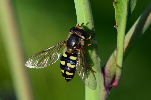 Eupeodes luniger