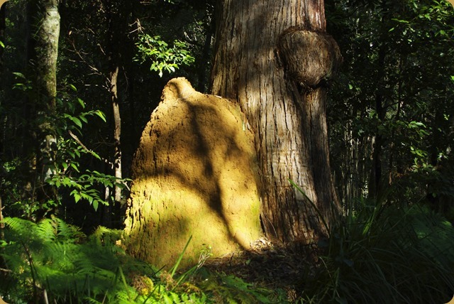 Ant mound against tree