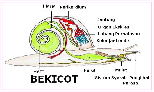 Pengertian dan Penjelasan Gastropoda Informasi Pedia