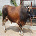 SAPI MADURA DENGAN BERAT 411 - 450 KG