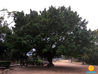 大㰖郊野公園除欣賞紅葉，亦是郊遊行山的好地方。