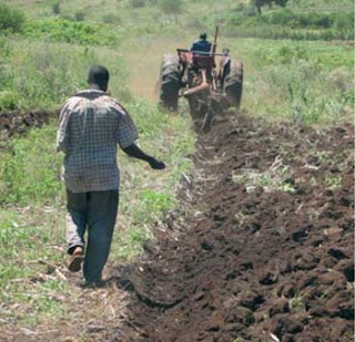 Seed planting in the furrow created by the plough