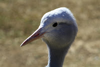 Crane Foundation - Entabeni