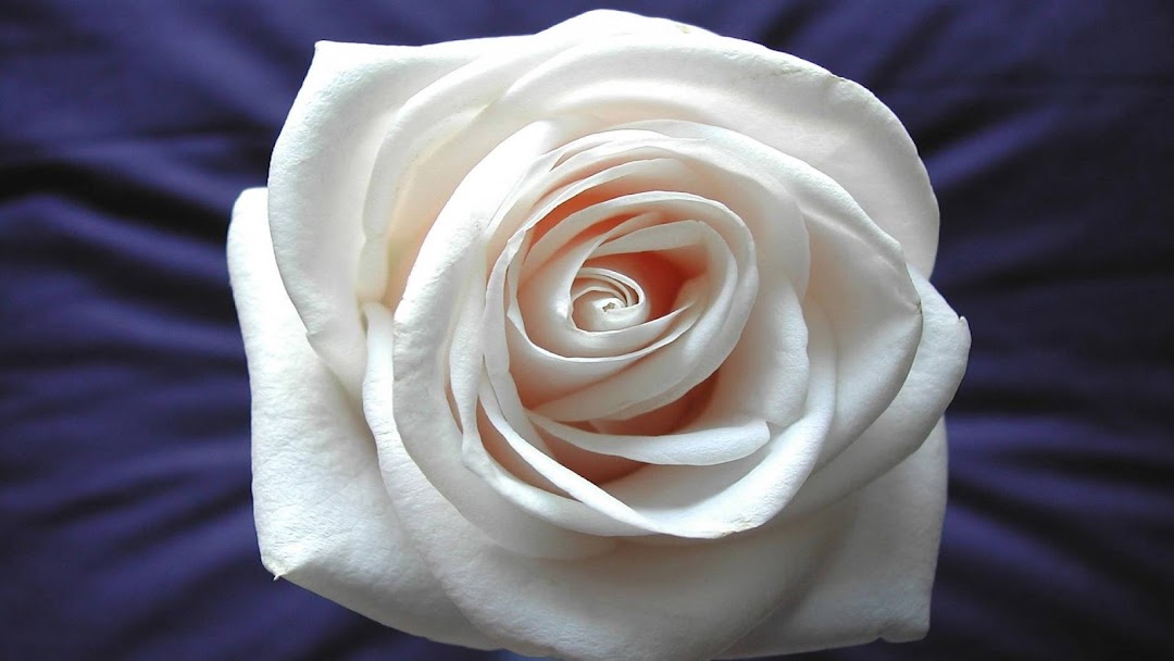 White Rose hd wallpaper