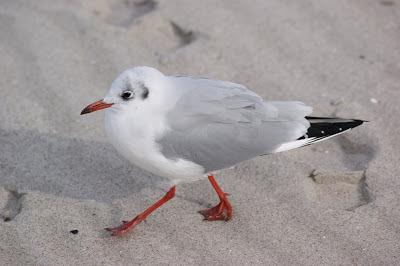 Kob - Kokmeeuw - Chroicocephalus ridibundus