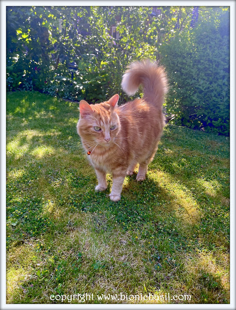 The BBHQ Midweek News Round-Up ©BionicBasil® Floofy Fudge in The Garden