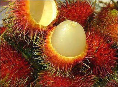 Hasil gambar untuk bunga rambutan