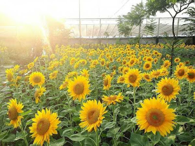 Lokasi Kebun Bunga Matahari Sky Garden Bandung