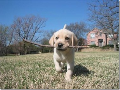 Animal cãoengraçado (2)