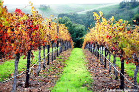 Livermore Valley Vineyards Northern California Weekend Getaway