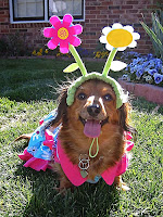 Dog Easter Outfit4