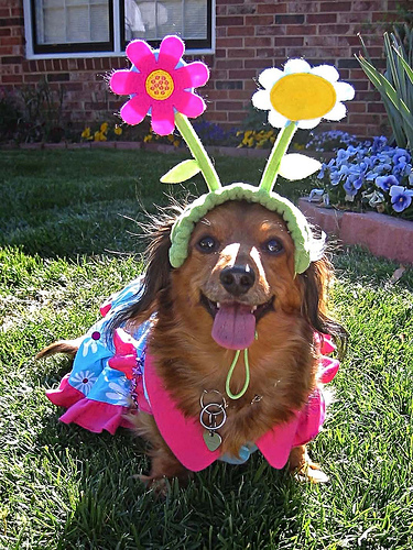 Dog Easter Outfit4