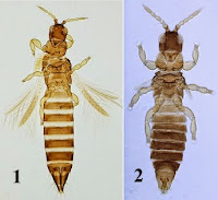 http://sciencythoughts.blogspot.co.uk/2013/10/three-new-species-of-thrips-from-japan.html