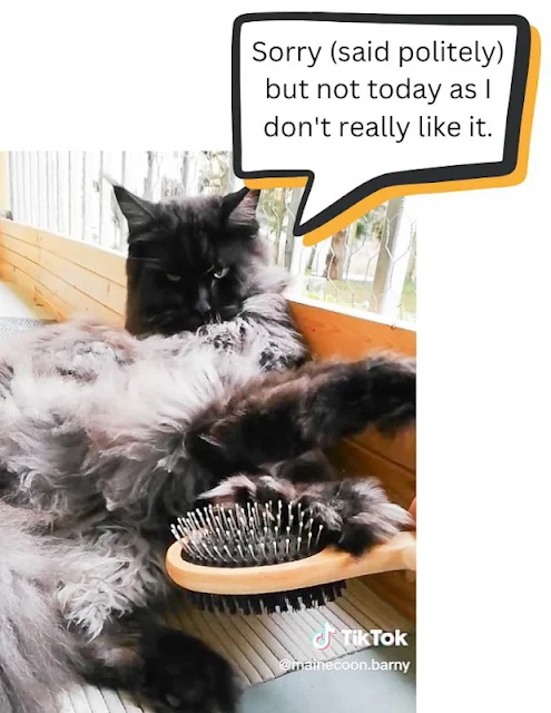 Maine Coon behavior when brushed is described as strange. Is it?