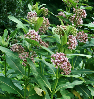 https://fr.wikipedia.org/wiki/Asclepias_syriaca