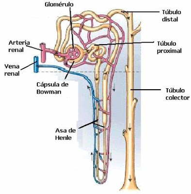 struktur glomerulus dan tubulus