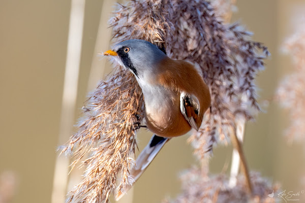 Bearded tit