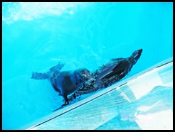 IMG_0456 copy