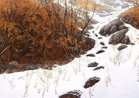 Hidden Bear Optical Illusion