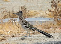 Greater Roadrunner