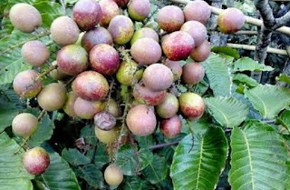 9 Manfaat buah matoa untuk kesehatan