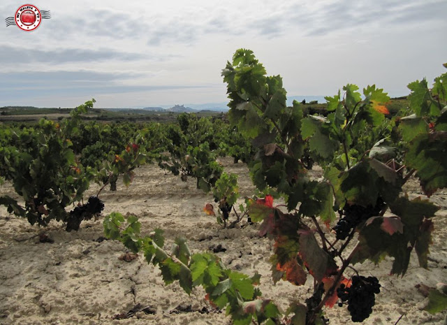 Viñedos de la Rioja Alavesa