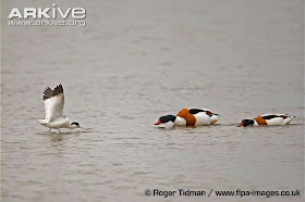 interactions of Asian birds