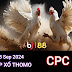 Xem Đá Gà Thomo CPC4 - 28/09/2024 – Trực Tiếp và Tổng Hợp
